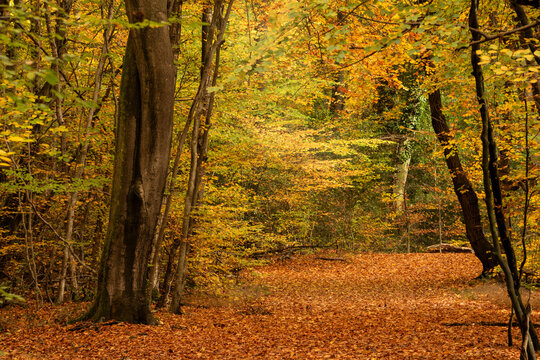 Beautiful Colorful vibrant Autumn Fall landscape image of golden forest scene