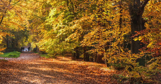 Beautiful Colorful vibrant Autumn Fall landscape image of golden forest scene