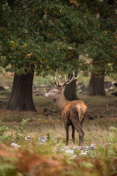 Beautiful colourful portrait of red deer Cervus Elaphus in Autumn Fall forest landscape