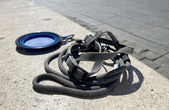 A pet leash and a blue bowl are seen on a stone surface in a busy outdoor area during a sunny day