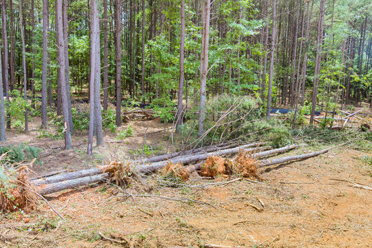 Workers have cut down several trees in forest area, stumps logs are ground during tree removal