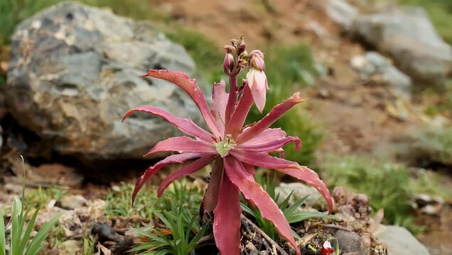 Smooth 4K tracking shot following the succulent green leaves and unique structure of a Kalanchoe pinnata plant (Cathedral Bells) showcasing exotic indoor botanical textures and plant care