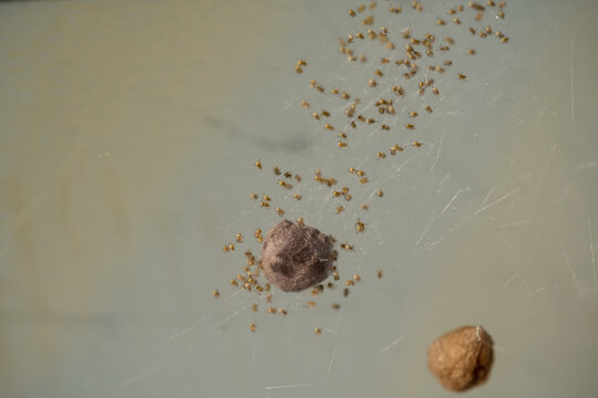 macro photo of tiny yellow spiderlings hatching from brown silk egg sac cocoons in a web perfect for nature biology wild arachnid and pest control concepts