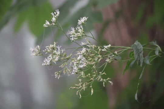 Hiyodoribana (Eupatorium makinoi) blooming in the forest