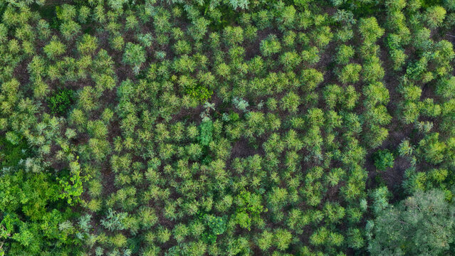 Aerial View Of Eucalyptus Forest.