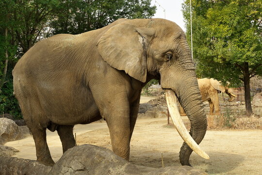 African elephant with large tusks in a zoo enclosure