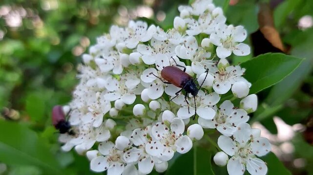 Macro video of longhorn beetle crawling on white blooming pyracantha flowers. Insect pollination of spring garden bush outdoors close up.