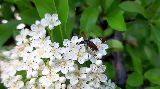 Macro video of longhorn beetle crawling on white blooming pyracantha flowers. Insect pollination of spring garden bush outdoors close up.