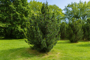 A beautiful landscape of a mixed coniferous and deciduous forest on a sunny day. © Prokopenko Media