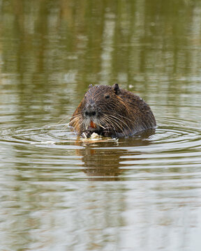Coypu Feeding in Calm Wetland Water in Batuco, Chile
