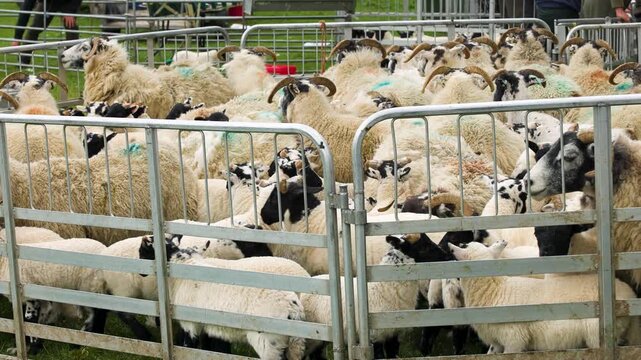 Scottish blackface lambs and ewes herded together for ear tagging, vaccination, and castration procedures