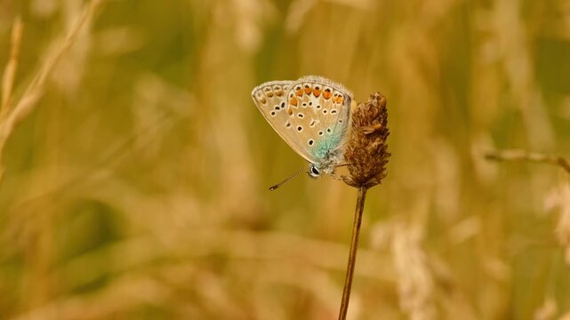 A male common blue butterfly rests on a dry flower head, gently swaying in the breeze before spreading its wings in the sunlight and flying away.