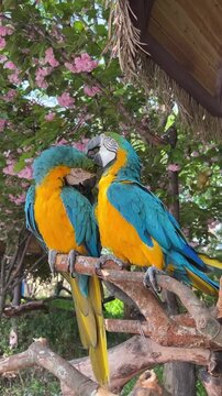 blue and yellow macaw