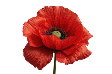 Fototapeta premium Large Red Poppy Flower Front View