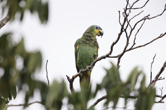 The orange-winged amazon (Amazona amazonica), also known as orange-winged parrot and loro guaro, is a large amazon parrot. 