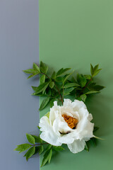 Beautiful white peony flower with soft blue background © Peredniankina