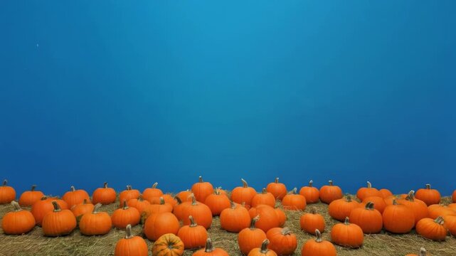 Pumpkin Patch Under Blue Sky During Autumn Harvest Season