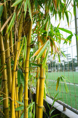 Fototapeta premium Golden bamboo stalks stand tall beside a fence