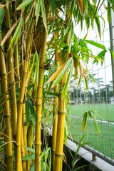 Fotobehang Badkamer Golden bamboo stalks stand tall beside a fence  © BI4S