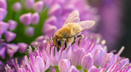 Honey bee collecting nectar on a vibrant purple allium flower close up © AdobeTim82
