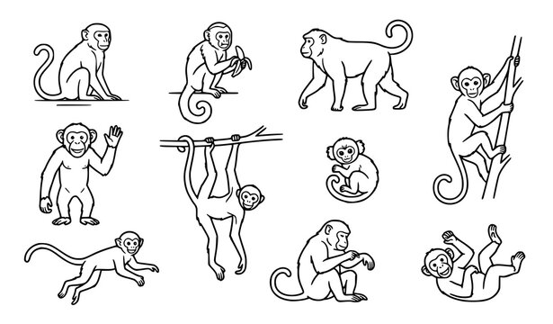 Set of hand drawn monkey characters in various poses isolated on a white background for design projects