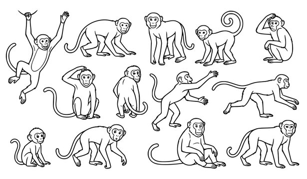 Set of cute monkey characters in various poses black and white line art illustration for children