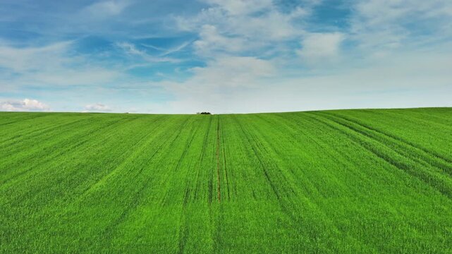 Aerial view of green wheat field on hills under blue sky with clouds. Agricultural landscape in spring, 4k