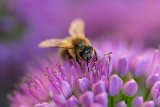 Honey bee collecting nectar on a vibrant purple allium flower close up