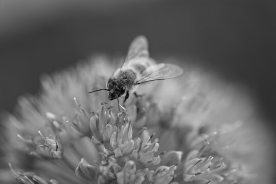 Honey bee collecting pollen on chive flower in dramatic monochrome macro