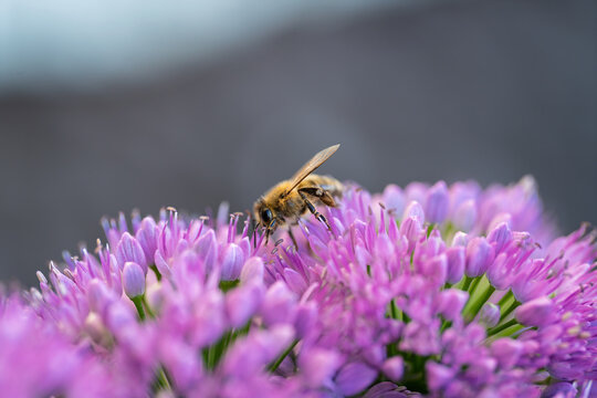 Honey bee collecting nectar on a vibrant purple allium flower close up