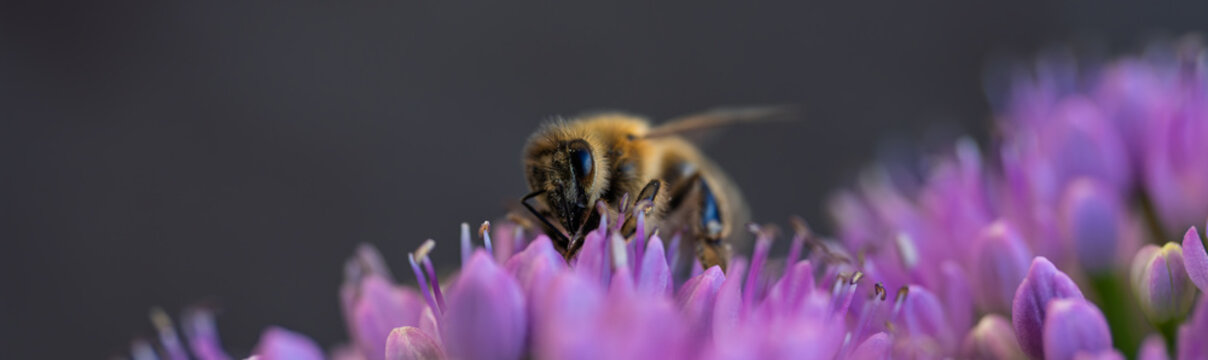 Honey bee collecting nectar on a vibrant purple allium flower close up
