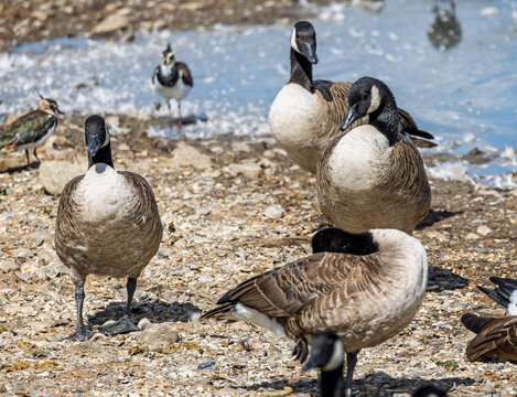 Close up of a group of Canada Geese at waters edge at Landford Lakes, Wiltshire, UK