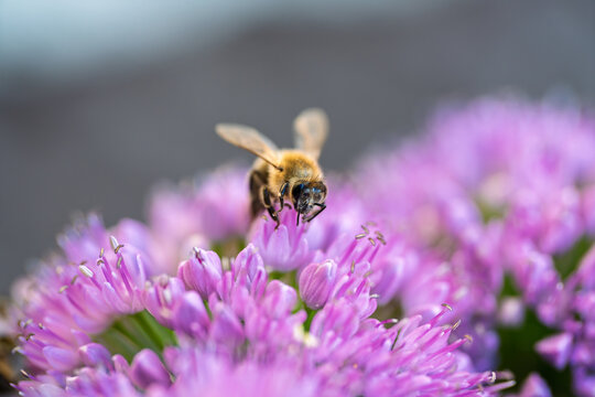 Honey bee collecting nectar on a vibrant purple allium flower close up