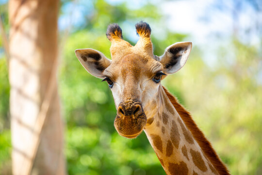 A close-up of a giraffe against a green backdrop. African safari, giraffe up close.