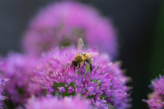 Honey bee collecting nectar on a vibrant purple allium flower close up