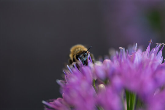 Honey bee collecting nectar on a vibrant purple allium flower close up