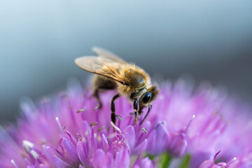 Honey bee collecting nectar on a vibrant purple allium flower close up © AdobeTim82