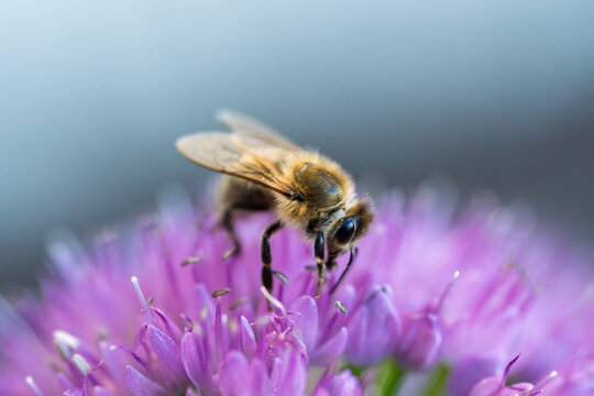Honey bee collecting nectar on a vibrant purple allium flower close up