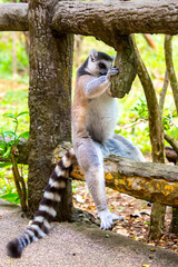 Naklejka premium Ring-tailed lemur resting on a tree branch. Iconic Madagascar primate with a striped tail. Close-up of a lemur sitting in the trees.