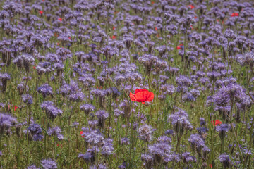 Field of purple flowers with a striking red poppy in the center. A sense of peace and nature. Verbena officinalis, Papaver rhoeas, Konstanz, Baden-Wuerttemberg, Germany © Fotografierereien