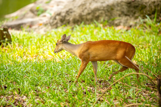 Muntjac deer walking through lush green grass. A small Asian deer with pricked ears in the wild. A close-up of a saber-toothed deer, or barking deer, walks through green grass.