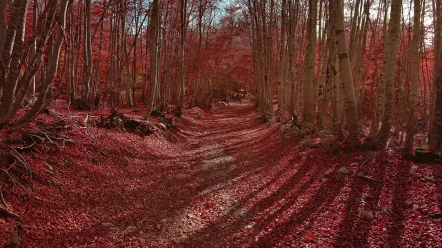 Aerial view of road through a autumn beech forest covered with red fallen leaves. Woodland landscape with long shadows, 4k
