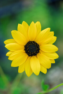 Bright yellow sunflower with detailed petals and soft green bokeh background