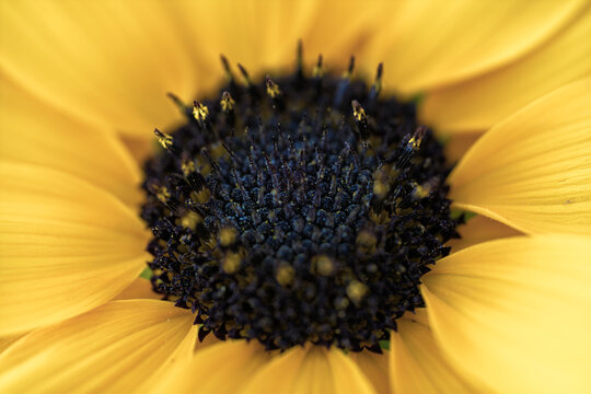 Sunflower center with detailed pollen structures and golden petals