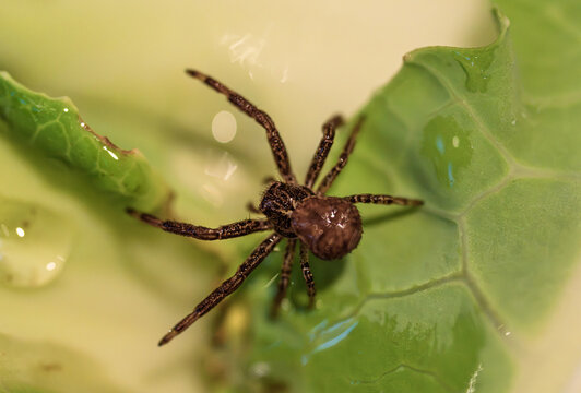 Brown spider resting on wet green leaf after rain in detailed macro