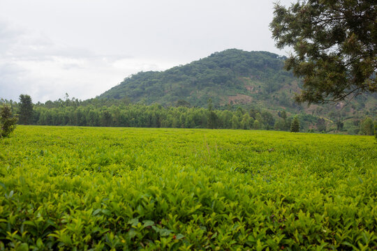 Low-angle view of vast tea plantation stretching to horizon under overcast sky in Chynyakula, Malawi