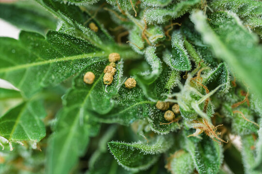 Macro Close Up Of Caterpillar Frass On Green Plant Lea