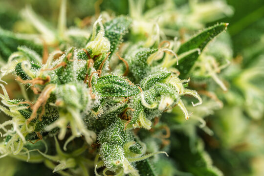 Macro Close Up Of Cannabis Flower Covered In Resinous Trichomes