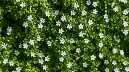 Fototapeta premium Lush green groundcover forming a vibrant natural carpet, tiny white flowers creating a beautiful pattern of growth and freshness