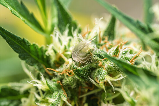Macro Close Up Of White Feather On Cannabis Flower